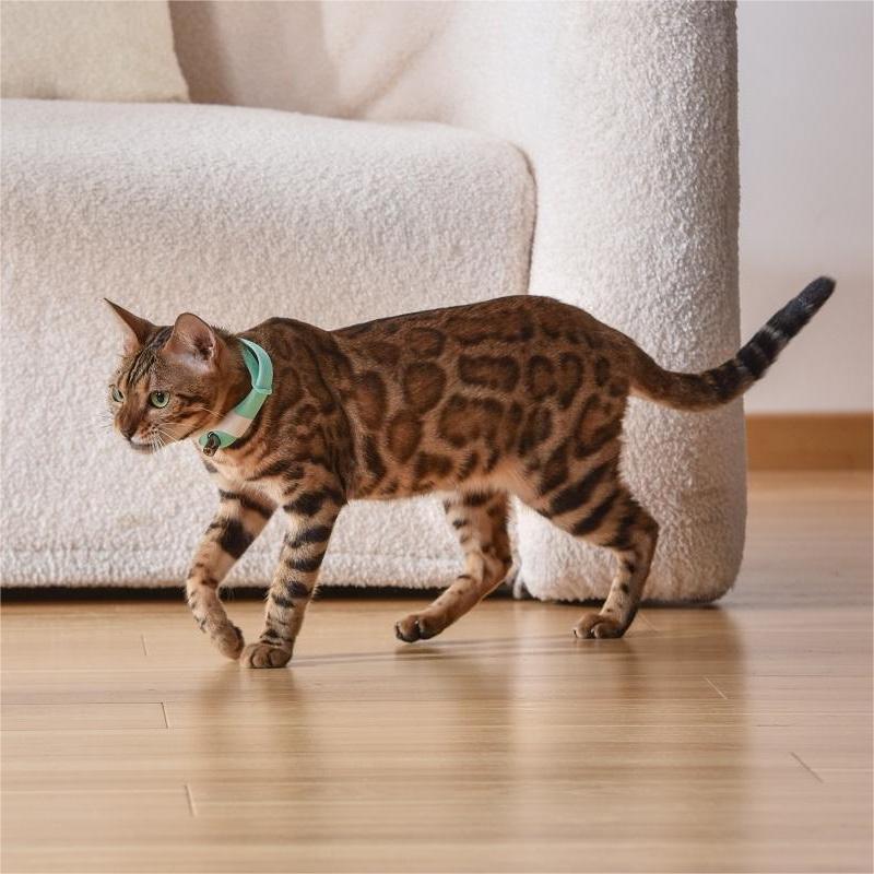 USB Rechargeable Cat Laser Collar Toy