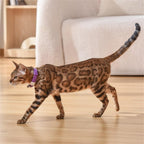 USB Rechargeable Cat Laser Collar Toy